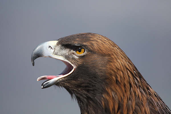 Águila Real